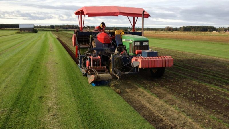 Vihreä ja tuore siirtonurmi valmiina asennettavaksi pihalle